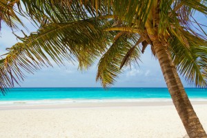 beautiful beach with palm tree