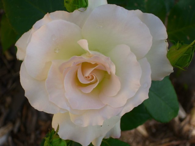 Rose from the garden of Melody Jones