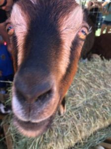 Goat in Parker, Colorado