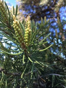 Pine tree with new pine cones, Melody Jones